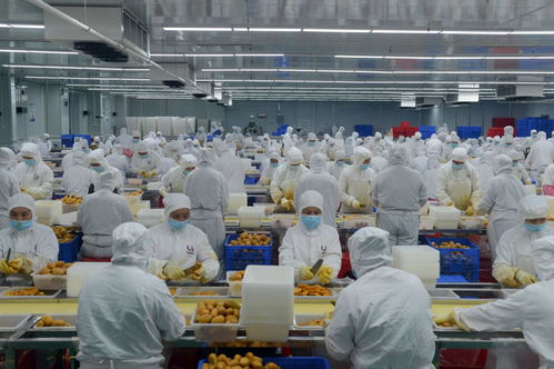 因勢利導貫通產加銷 深百協作共建農業產業化 技術服務新格局